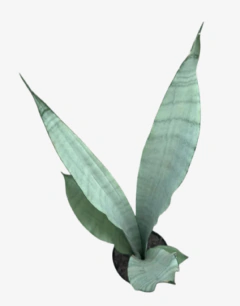 Sansevieria Gris
