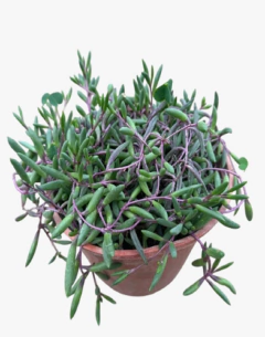 Collar De Rubi Othonna Capensis