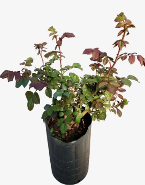 Rosal pie bajo Híbrida de Te