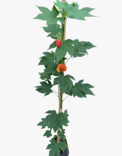 ABUTILON HYBRIDUM - comprar online