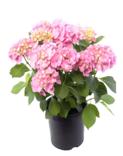 Hortensia Rosada - vivero vip garden