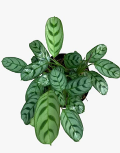 Calathea Portorriqueña - comprar online