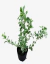Duranta Erecta Alba