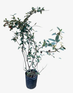 Cotoneaster Elegans