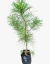 Pinus Maritimo