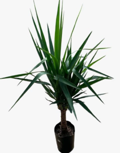Yucca - comprar online