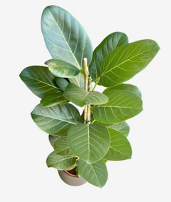 Ficus Audrey - comprar online