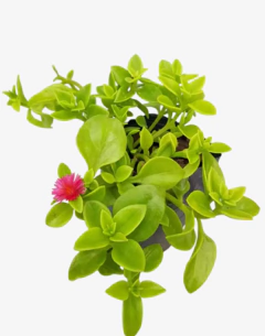 Aptemia Baby Rose - comprar online