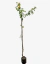 Sen de Campo - comprar online