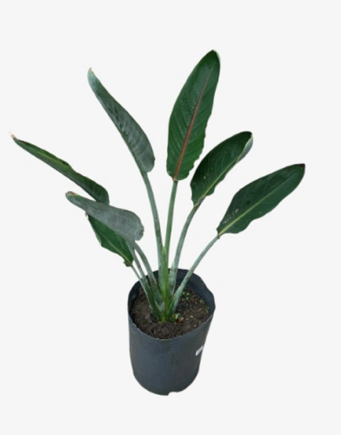 Strelitzia reginae Flor de pájaro naranja