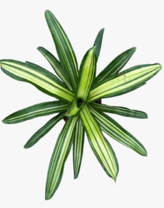 Nidularium Tricolor - comprar online