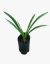 Agapanto Flor Blanca - comprar online