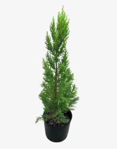 Cupressus Topacio