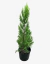 Cupressus Topacio