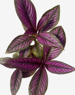 Escudo persa - comprar online
