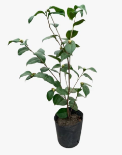 Camellia Japonica