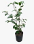 Camellia Japonica