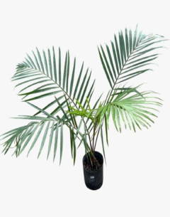 Dypsis Lastelliana