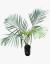 Dypsis Lastelliana