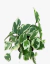 Pothus Joy blanco - comprar online