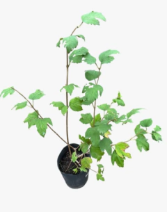Viburnum Sterile
