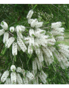 Melaleuca linearifolia en internet