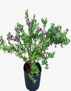 Polygala myrtifolia grandiflora