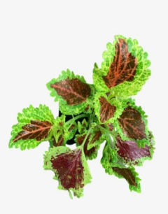 Coleus