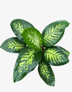 Diefenbachia Tropic
