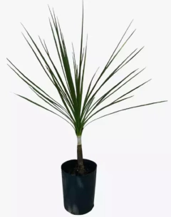 Cordyline Australis Verde - comprar online