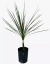 Cordyline Australis Verde - comprar online