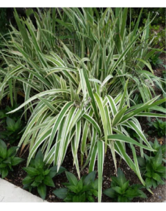 Dianella Tasmanica Variegata - tienda online