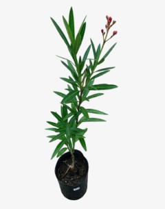 Laurel de Flor