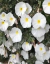 Campanilla plateada - comprar online