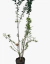 Granado Arbustivo - comprar online