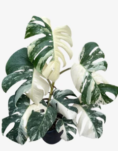 Monstera Variegada - comprar online