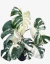 Monstera Variegada - comprar online