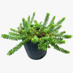 Grevillea Tamboritha - comprar online