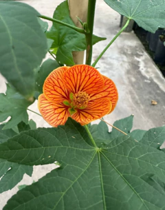 ABUTILON HYBRIDUM