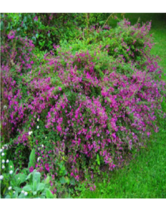 Lespedeza - Lespedeza Thunbergii
