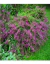 Lespedeza Thunbergii - tienda online