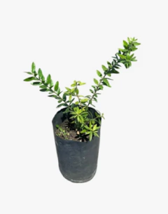 QUEBRACHO BLANCO - comprar online