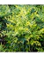 Nandina Domestica Aurea - tienda online