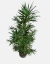 Podocarpus parlatorei - comprar online