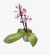 Orquídea Multiflora - comprar online