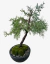 Bonsai Juniperus Old Gold