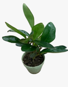Peperomia Clusifolia