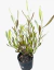 Dodonea purpura - comprar online