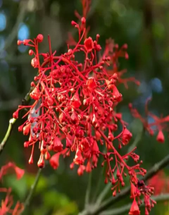 Brachychiton rojo Acerifolius en internet