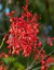 Brachychiton rojo Acerifolius en internet